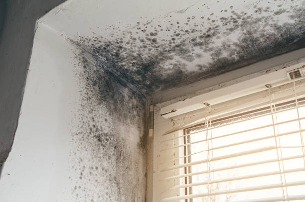 Affordable Basement Mold Removal solutions in Hopkinton, MA